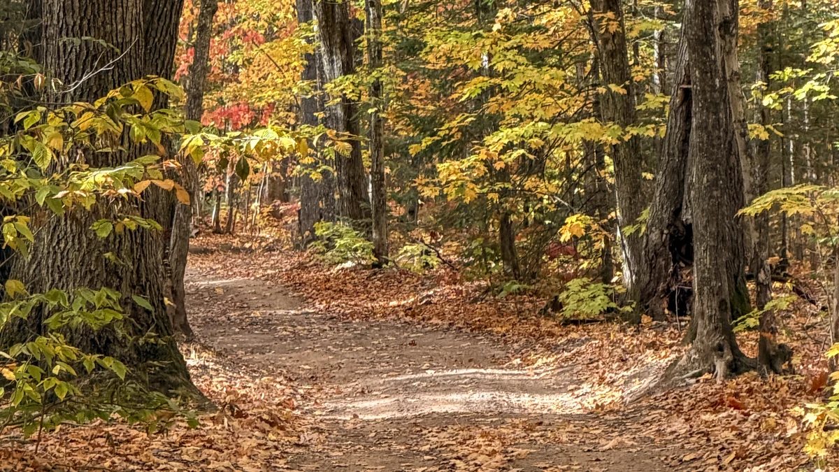 Golden autumn foliage along a woodland footpath