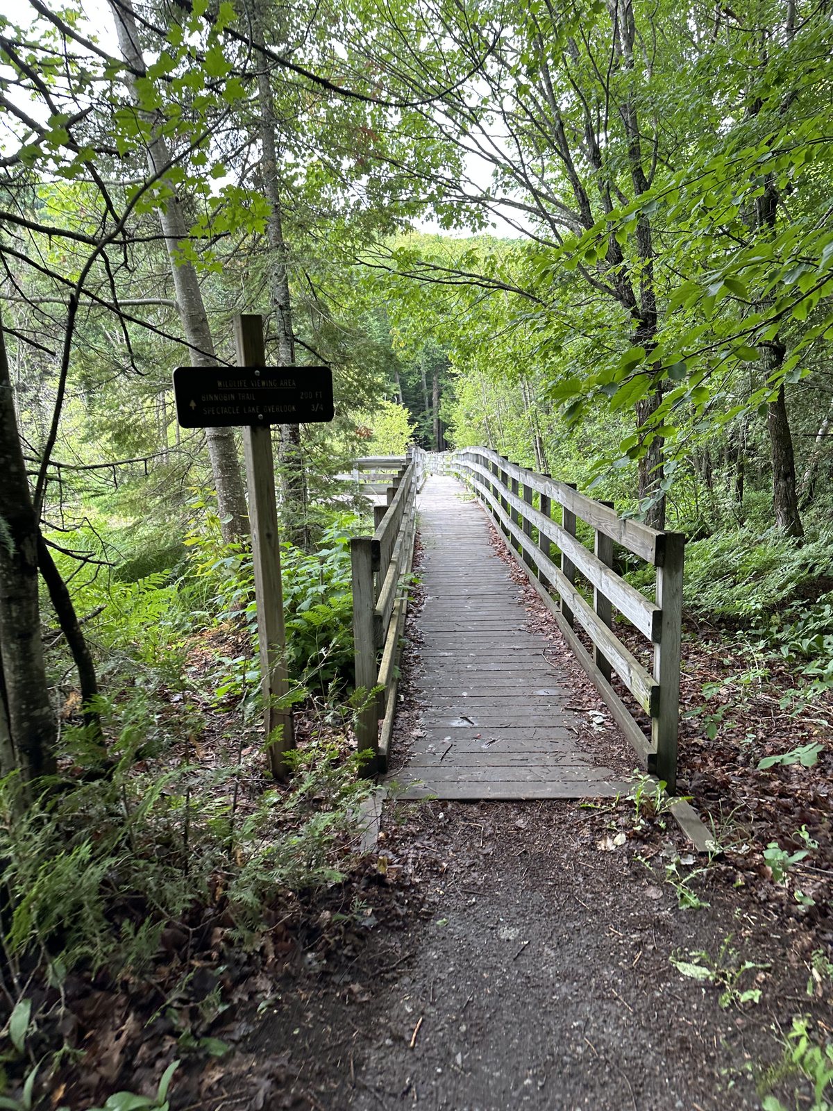 Forested trail in Michigan's Eastern Upper Peninsula